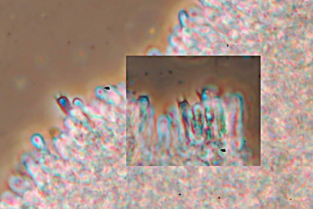 Probabilmente Plicaturopsis crispa  (Plicaturopsis crispa)